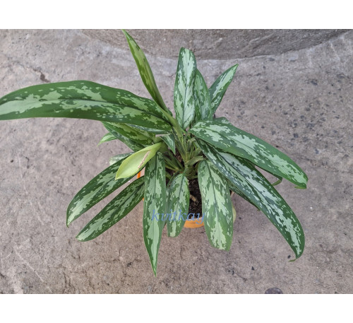 Аглаонема  Cutlass (Aglaonema commutatum ' Cutlass')